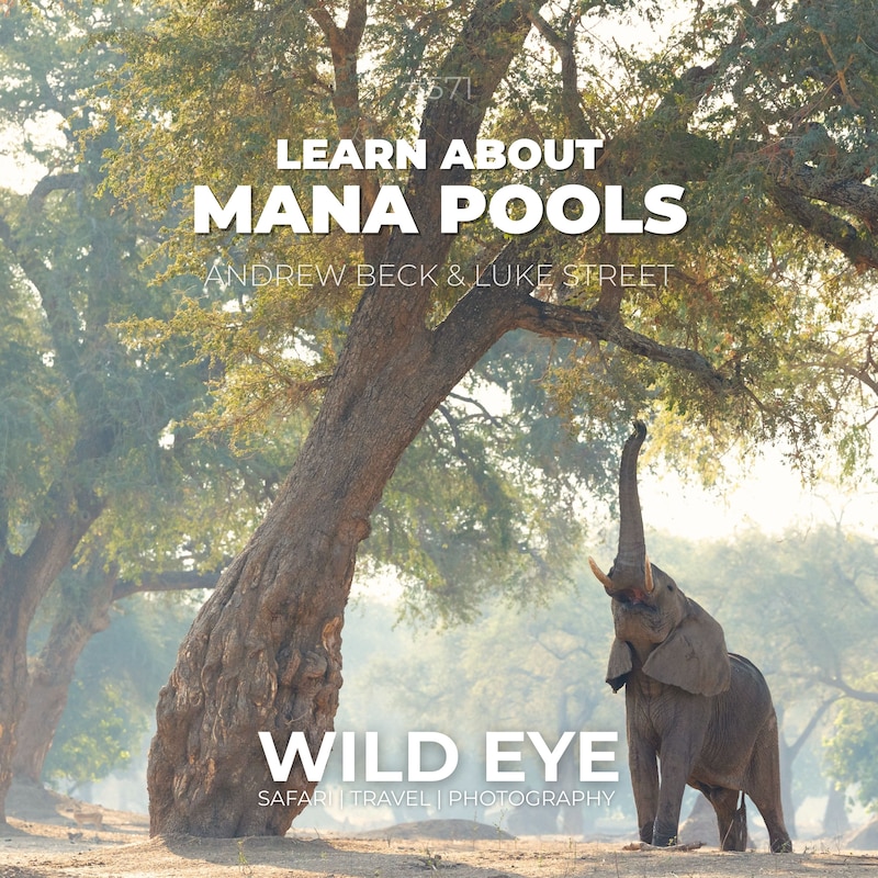 Artwork for podcast The Wild Eye Podcast