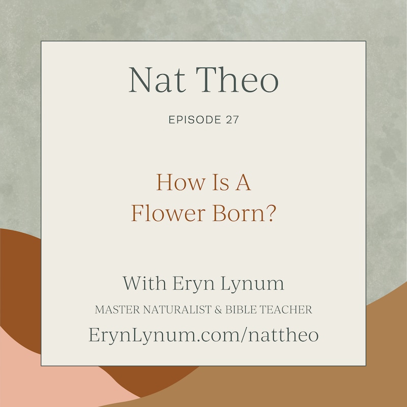 Artwork for podcast Nat Theo Nature Lessons Rooted in the Bible