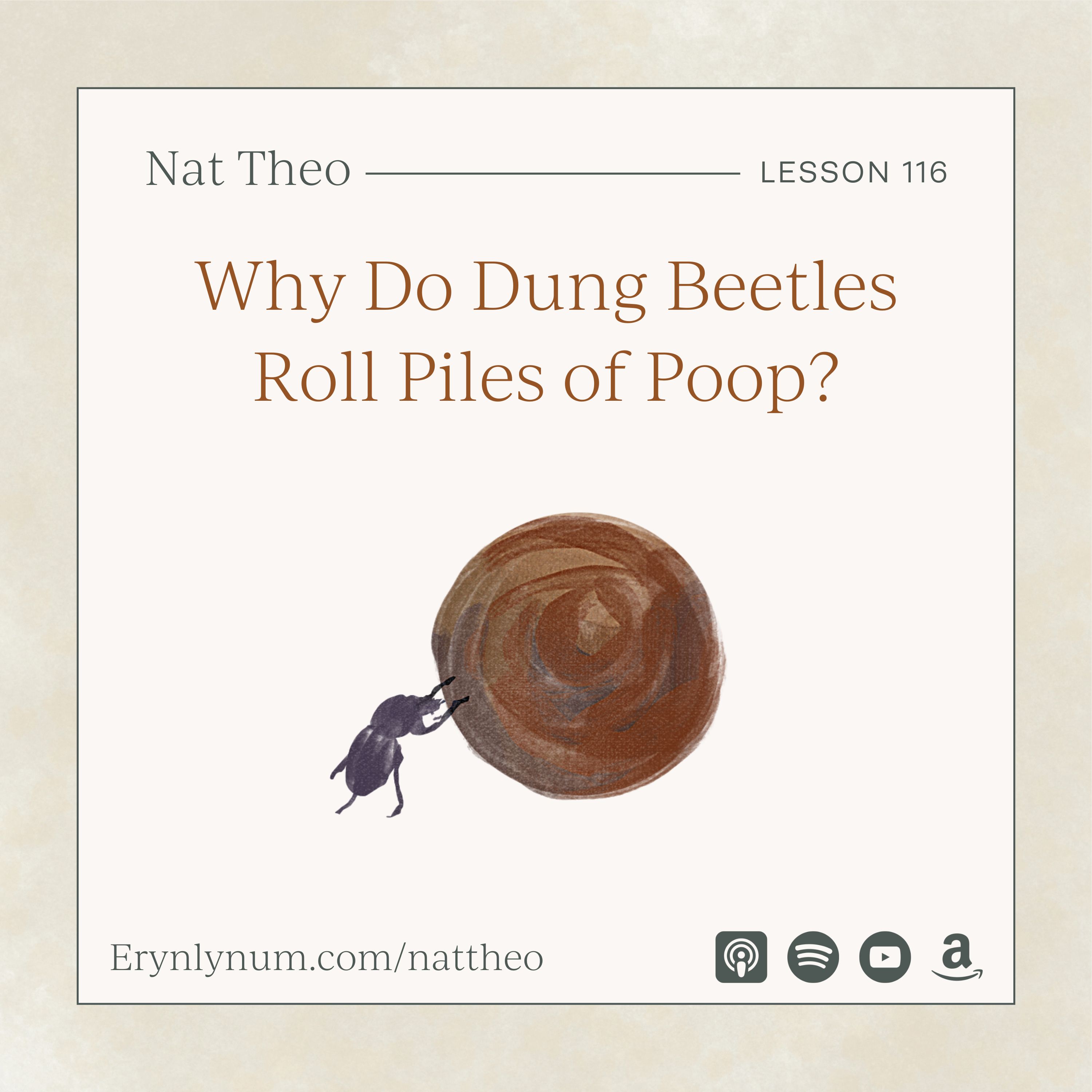 Why Do Dung Beetles Roll Piles of Poop? Lesson 116