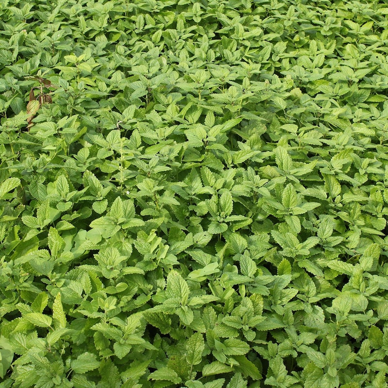 Artwork for podcast AHDB Food & Farming