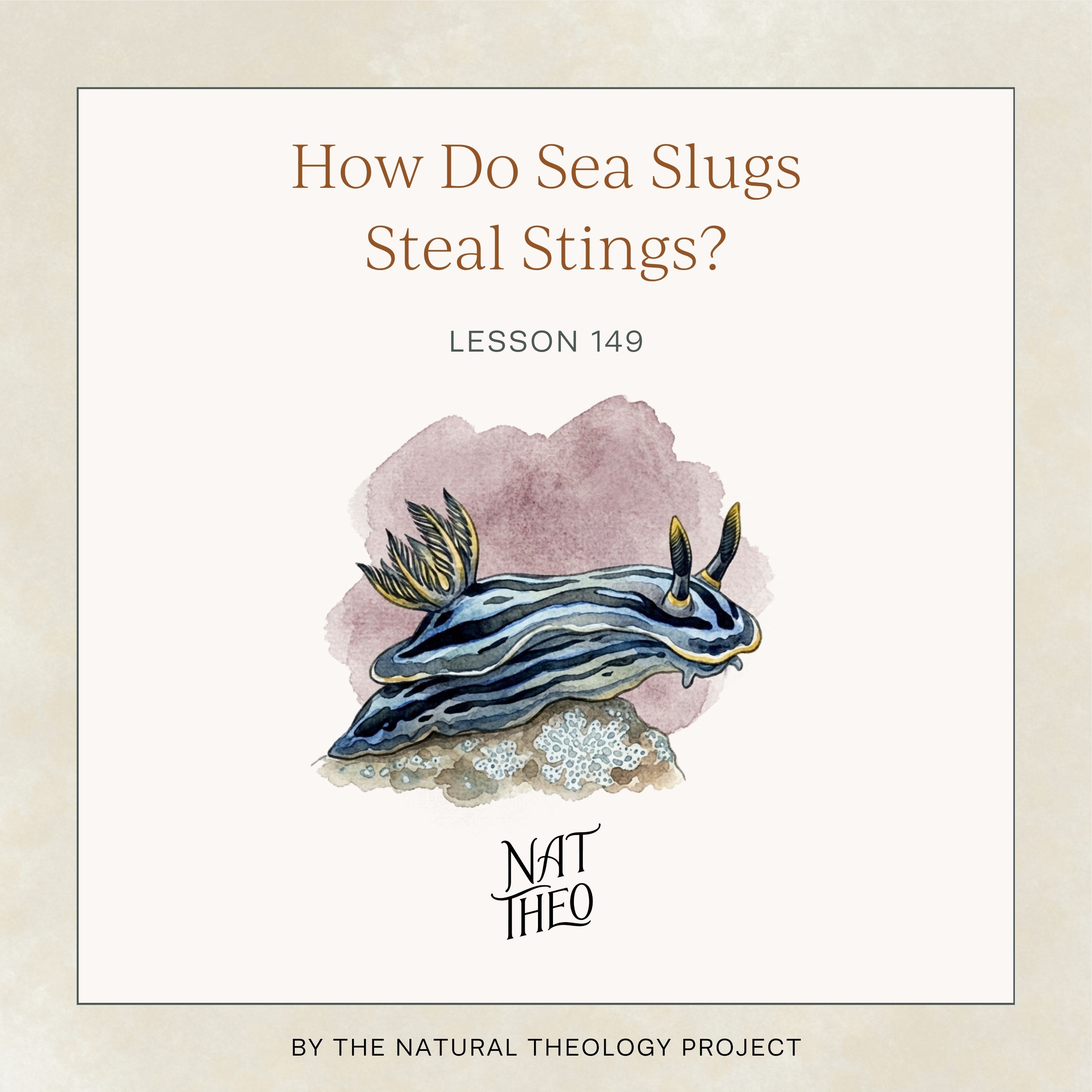 How Do Sea Slugs Steal Stings? Lesson 149