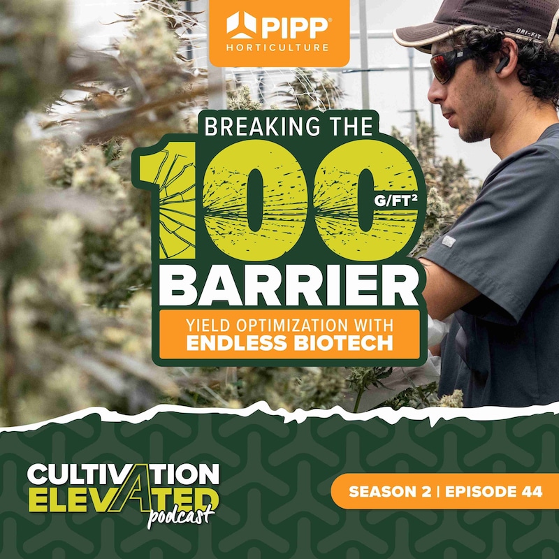 Artwork for podcast Cultivation Elevated - Indoor Farming, Cannabis Growers & Cultivators - Pipp Horticulture