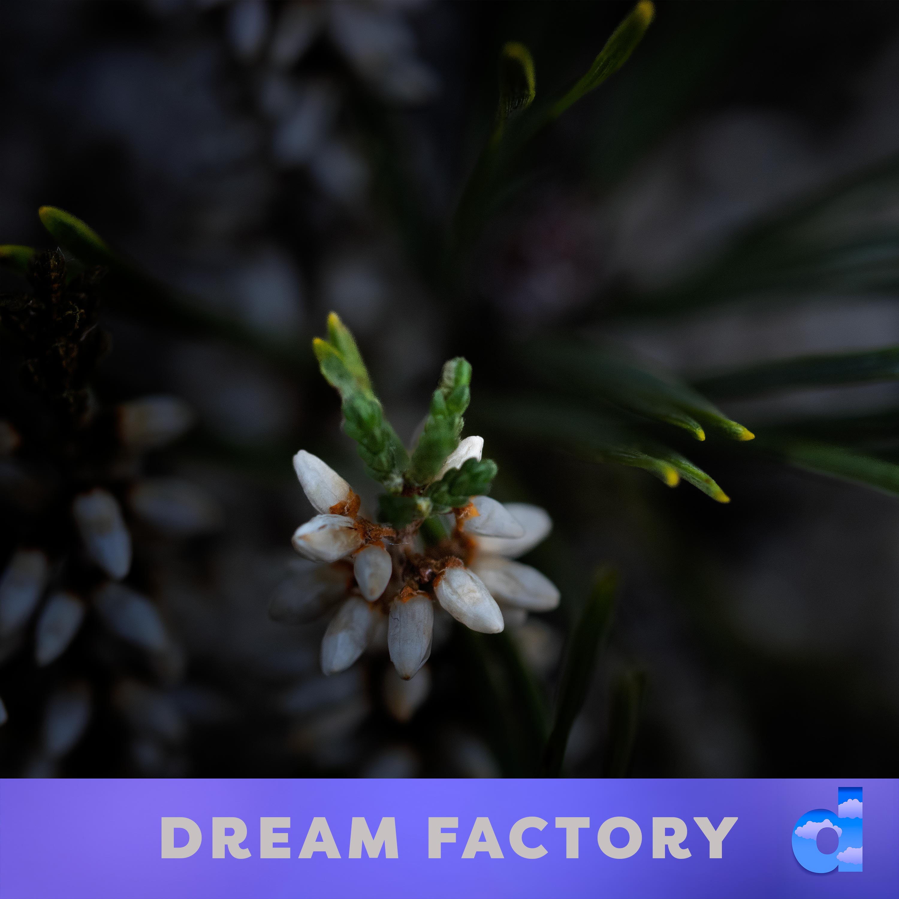 Dream Factory DK