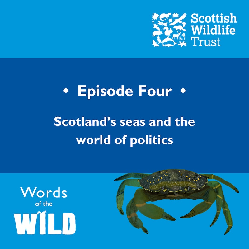 Artwork for podcast Words of the Wild