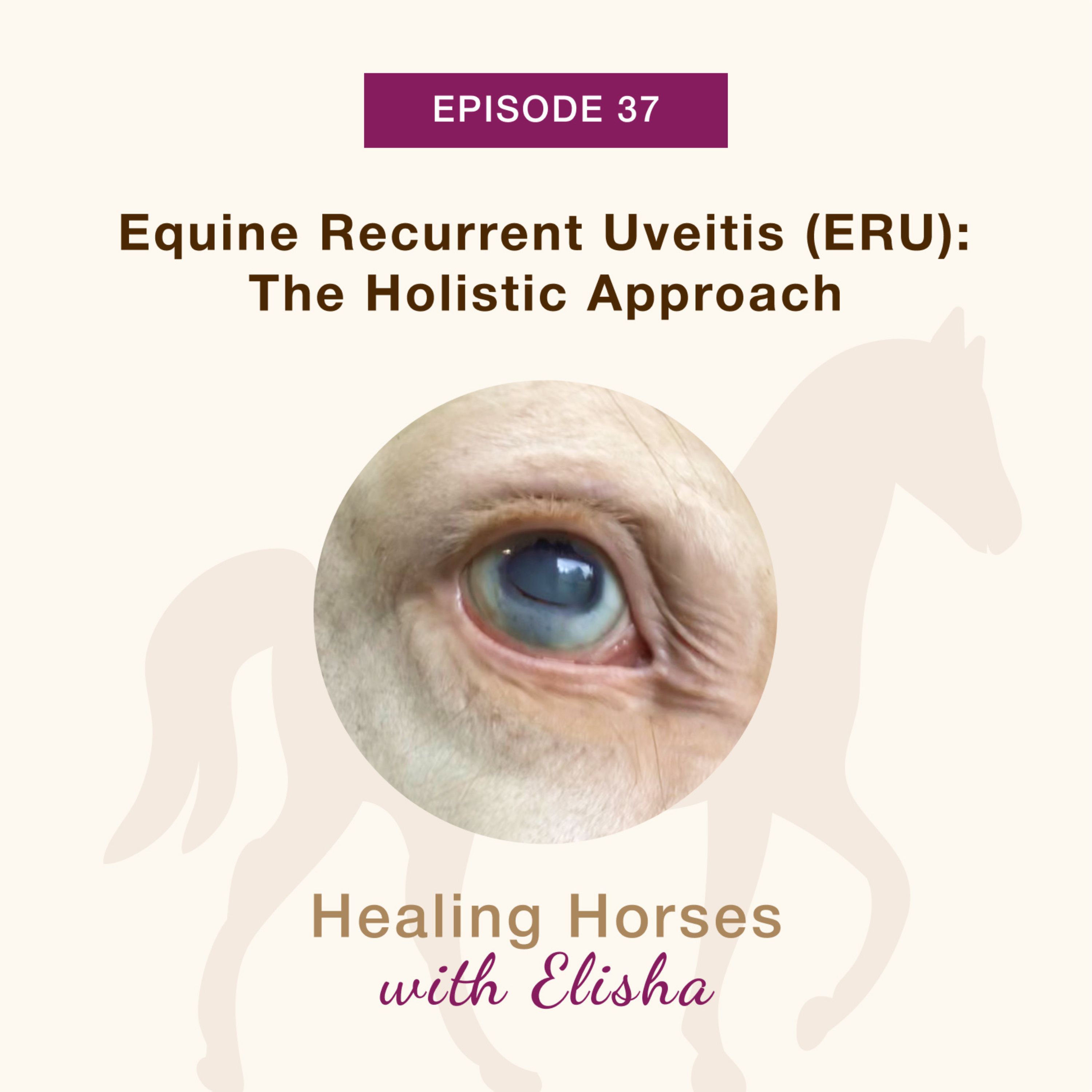 37: Equine Recurrent Uveitis (ERU): The Holistic Approach