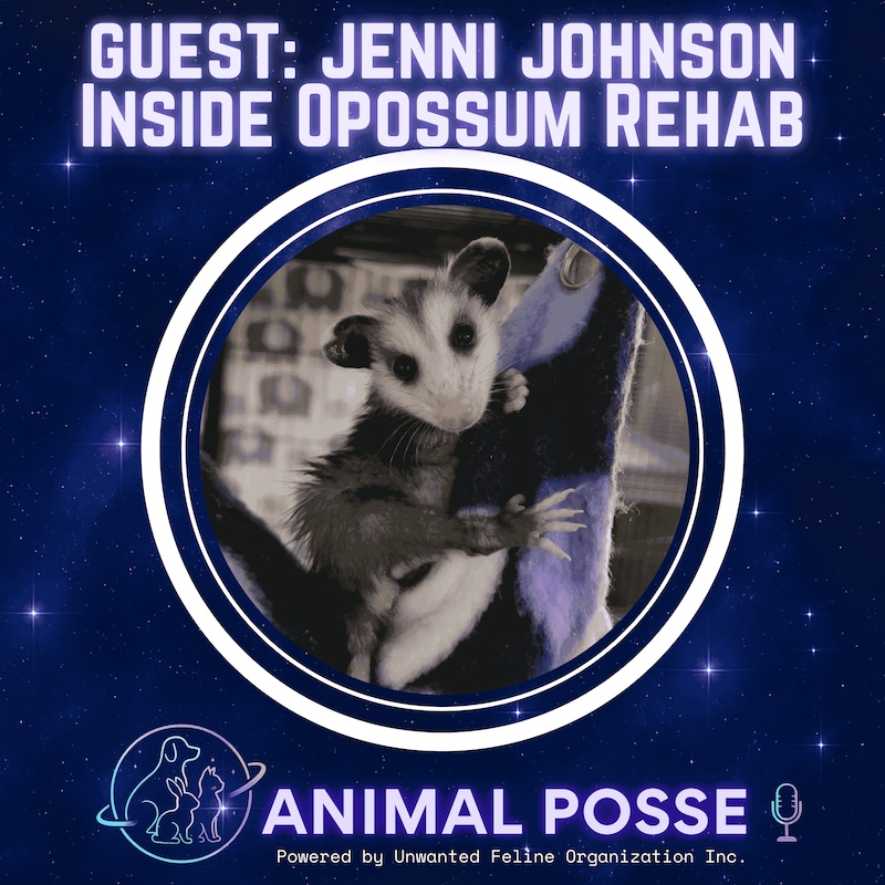 Artwork for podcast Animal Posse